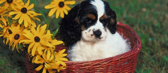 king charles spaniel in basket with yellow flowers
